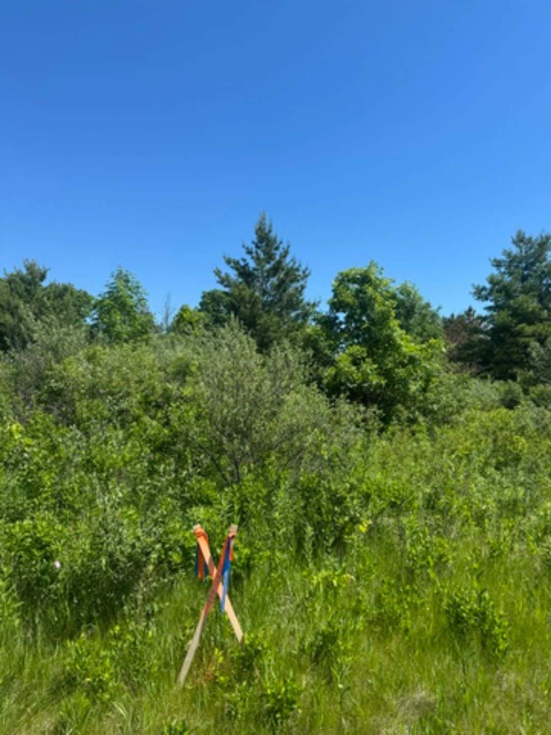 Brush Mowing